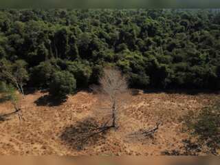 WION Climate Tracker: Deforestation in Brazilian Savanna rises by 25%, says report