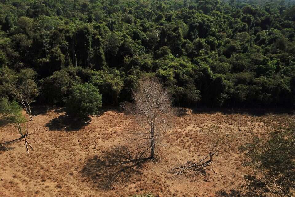 WION Climate Tracker: Deforestation in Brazilian Savanna rises by 25%, says report