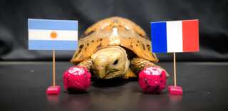 'The turtle has spoken,' FIFA World Cup 2022 grand finale predictions by turtles, cats, dogs and fish