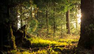 More than 10% of plant and animal species could go extinct by end of 21st century  