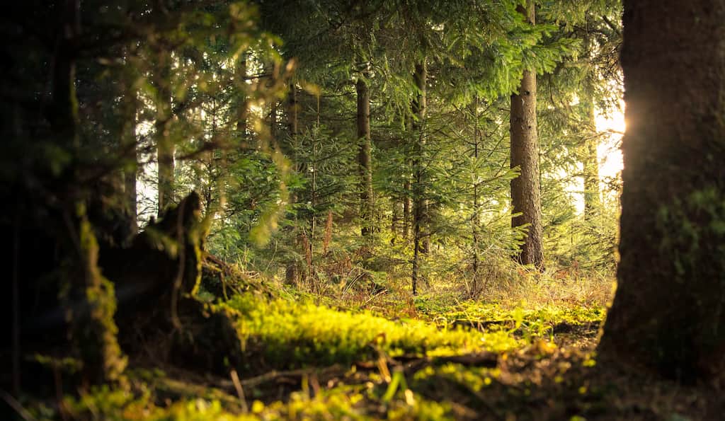 More than 10% of plant and animal species could go extinct by end of 21st century  