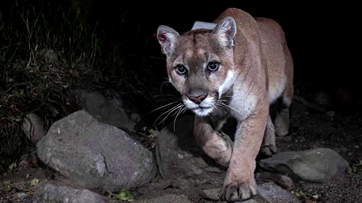 Hollywood's famous mountain lion P-22 euthanised due to severe health issues Hollywood's famous mountain lion P-22 euthanised due to severe health issues