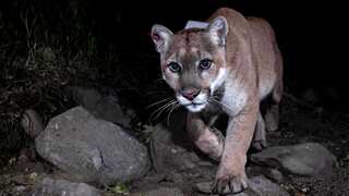 Hollywood's famous mountain lion P-22 euthanised due to severe health issues