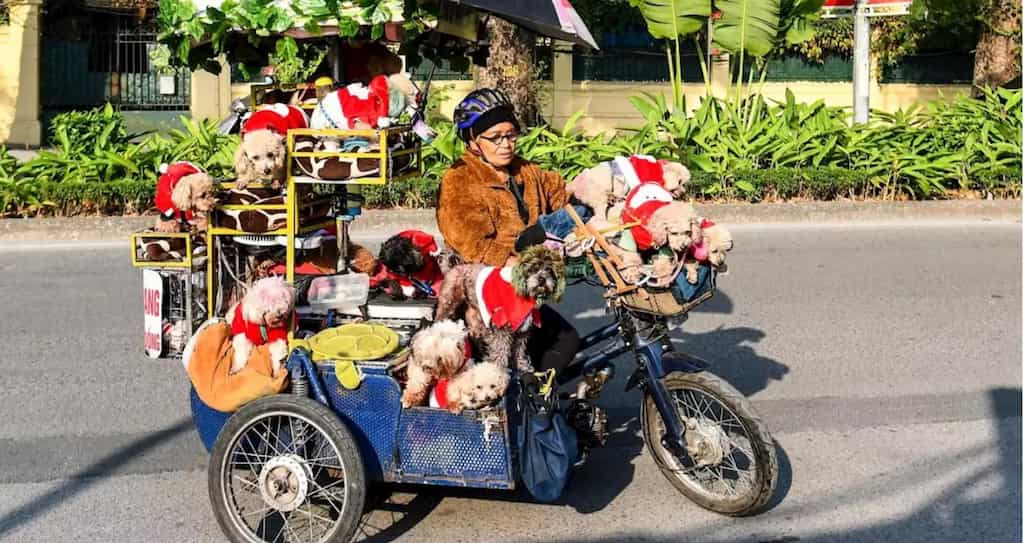 Retired hairdresser takes the initiative to rescue homeless pooches