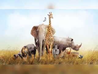 WION Climate Tracker: More than 1 in 10 species could go extinct by end of 21st century, says study
