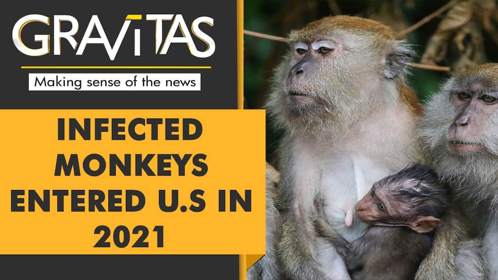 Gravitas: CDC accused of importing infected macaques