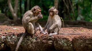 Monkeys on Thai island started using stone tools when Covid stopped tourist inflow: Study