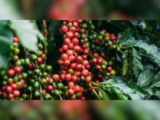 WION Climate Tracker: Climate change affecting Kenya's coffee output