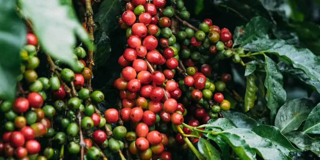 WION Climate Tracker: Climate change affecting Kenya's coffee output