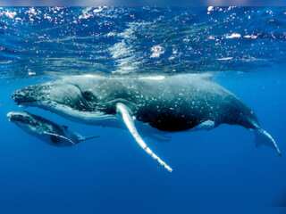 WION Climate Tracker: Whales help store planet-heating carbon emissions
