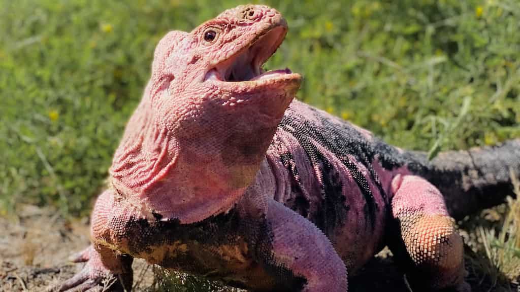 Endangered pink land iguana makes a miraculous comeback