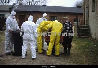 Worst ever bird flu outbreak in Europe this year, declares EU
