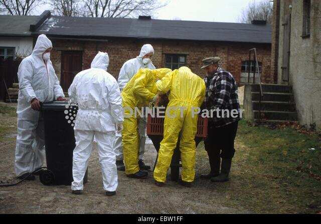 Worst ever bird flu outbreak in Europe this year, declares EU