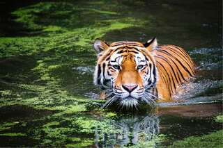 Tigers have unique personalities, just like humans, reveals a study