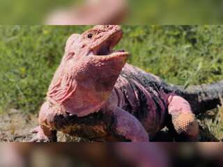 Endangered pink land iguana makes a miraculous comeback