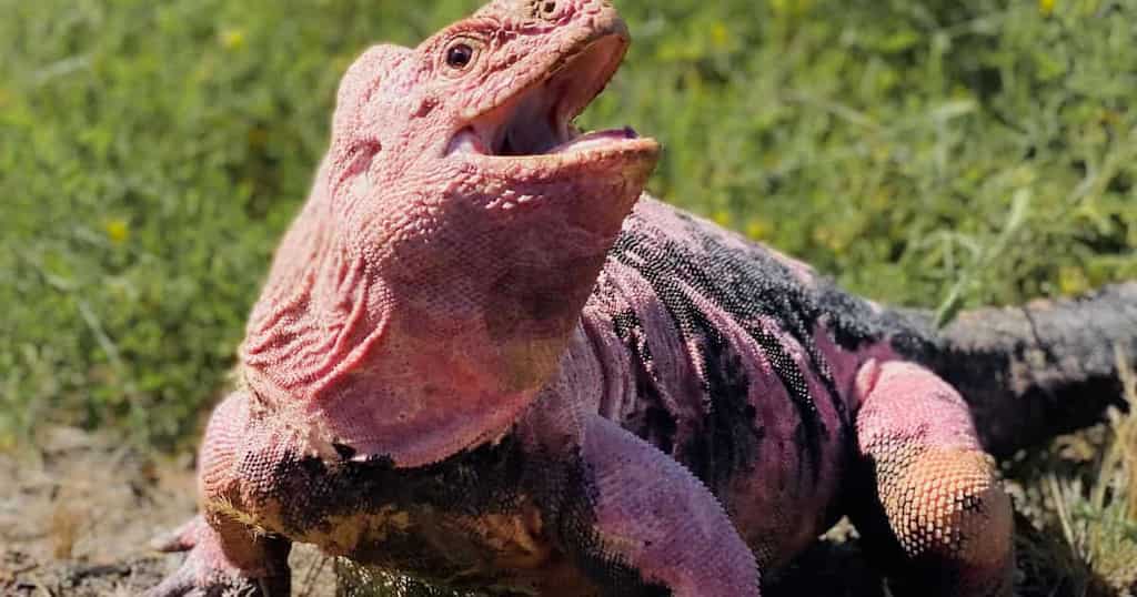 Endangered pink land iguana makes a miraculous comeback