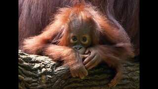 Study finds evolution of human speech by studying orangutan communication