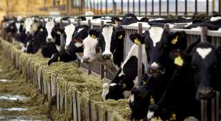 New Zealand amends cow burp tax plan as part of its emissions reduction scheme