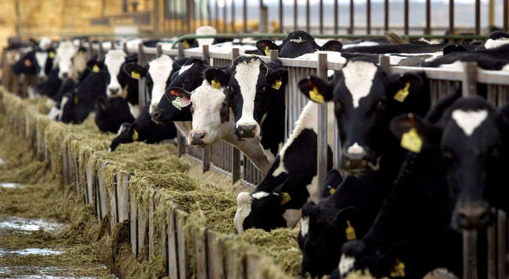 New Zealand amends cow burp tax plan as part of its emissions reduction scheme