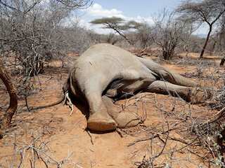 WION Climate Tracker: Animals dying in droves due to drought in Kenya