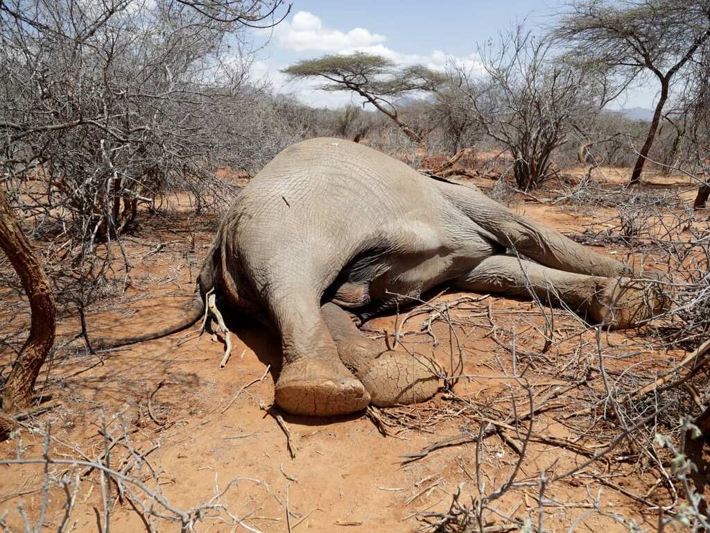 WION Climate Tracker: Animals dying in droves due to drought in Kenya