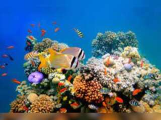 WION Climate Tracker: Cryopreservation method to save coral reefs