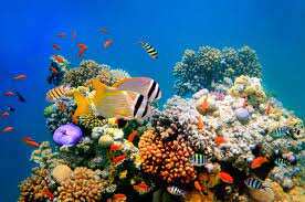 WION Climate Tracker: Cryopreservation method to save coral reefs