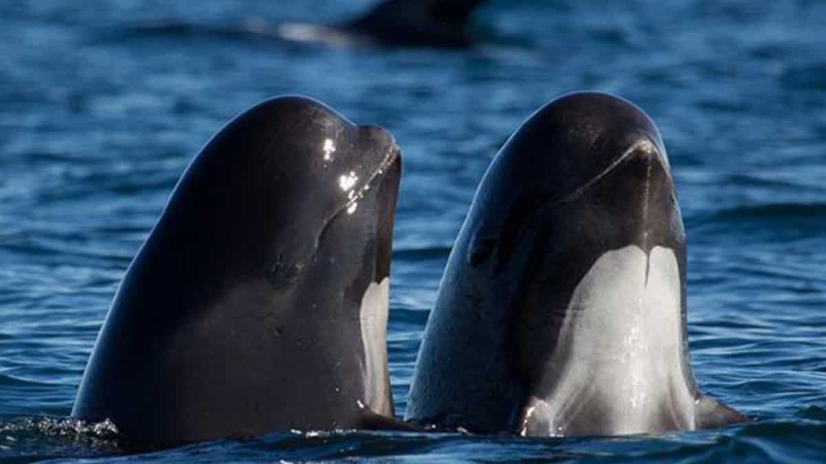 Dolphins show traces of Alzheimer's disease: Study Dolphins show traces of Alzheimer's disease: Study