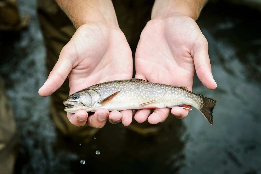 WION Climate Tracker: Global warming posing danger to the Trout fishes