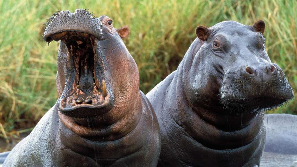 WION Climate Tracker: Hippos next target for poachers in place of ivory