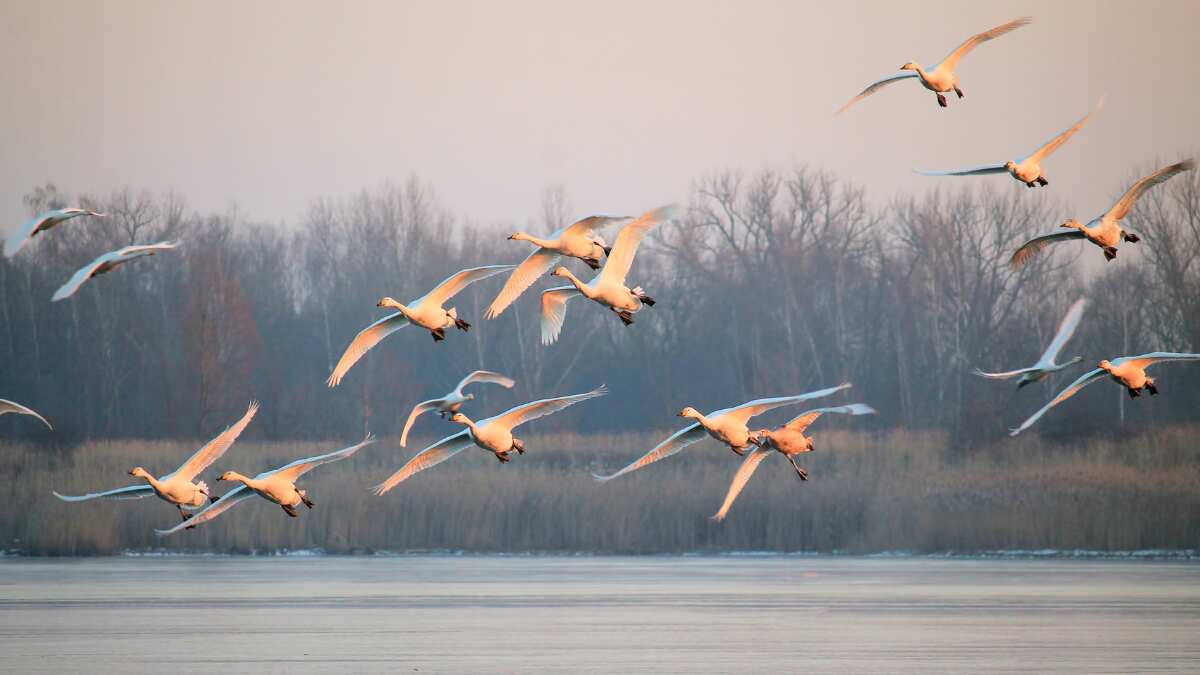 'New spring': Thousands of wild birds die from Avian flu; UK, France, Germany among worst-hit