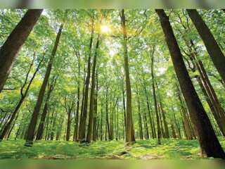 WION Climate Tracker: Climate Change can be mitigated by saving old trees, says study