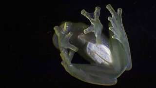 Scientists find how glass frogs turn transparent, with hint at better understanding of human blood clotting