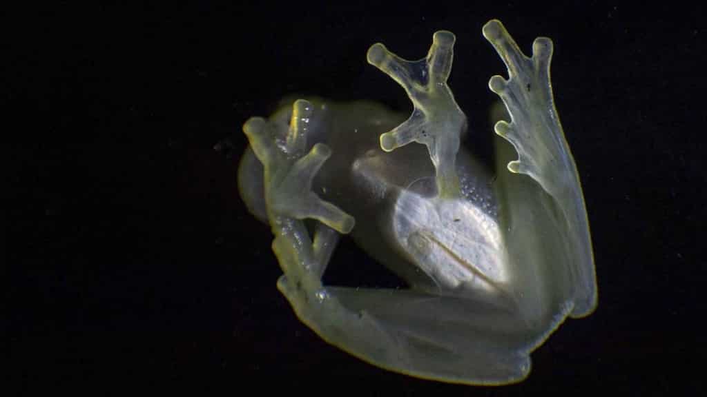 Scientists find how glass frogs turn transparent, with hint at better understanding of human blood clotting