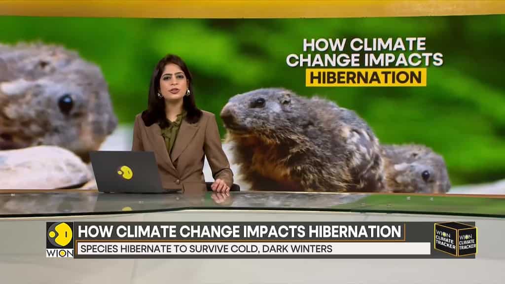 WION Climate Tracker: Shorter and warmer winter is disrupting hibernation process