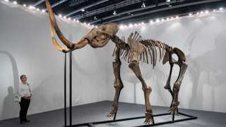 Russian researchers attempt to 're-awaken' ancient viruses that killed giant woolly mammoths
