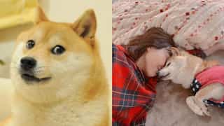 Kabosu, the dog that inspired 'doge' meme and Dogecoin, seriously ill with leukemia, says owner