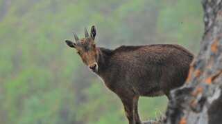India's first project to conserve endangered mountain goat 'Nilgiri Tahr'