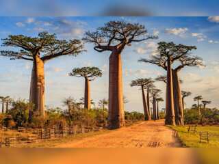 WION Climate Tracker: Kenya's Baobab tree faces new challenge