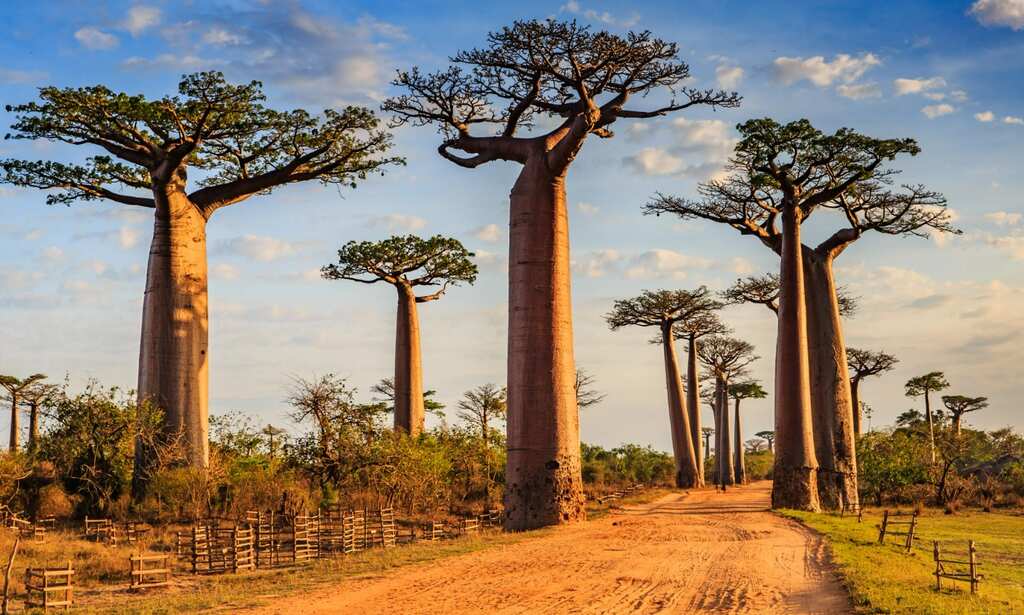WION Climate Tracker: Kenya's Baobab tree faces new challenge