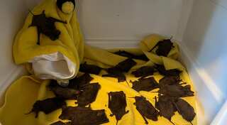 Hundreds of freezing bats rescued in icy, frigid winters of Texas