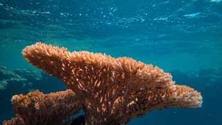 Coral cryopreservation: what is it and why is it so important?