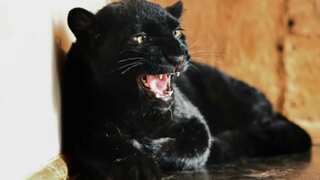 The great escape: Black panther cub rescued from war-torn Ukraine finds a new home in France