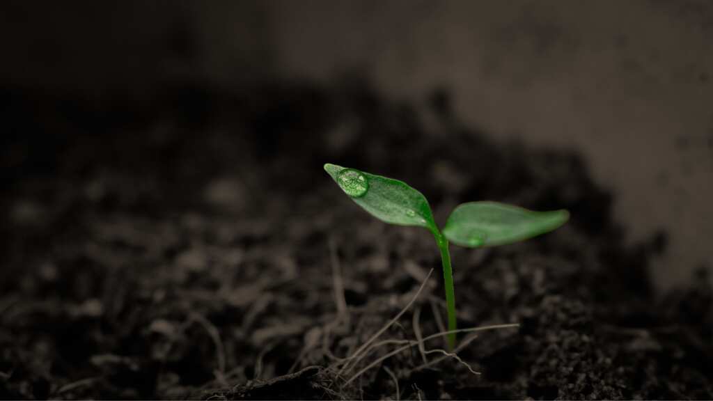 New York approves human composting. All you need to know about transformation of human body into soil