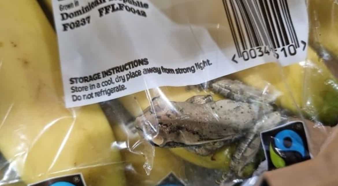 Frog and hedgehog make it to the list of trickiest animal rescues of 2022