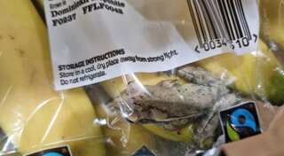 Frog and hedgehog make it to the list of trickiest animal rescues of 2022