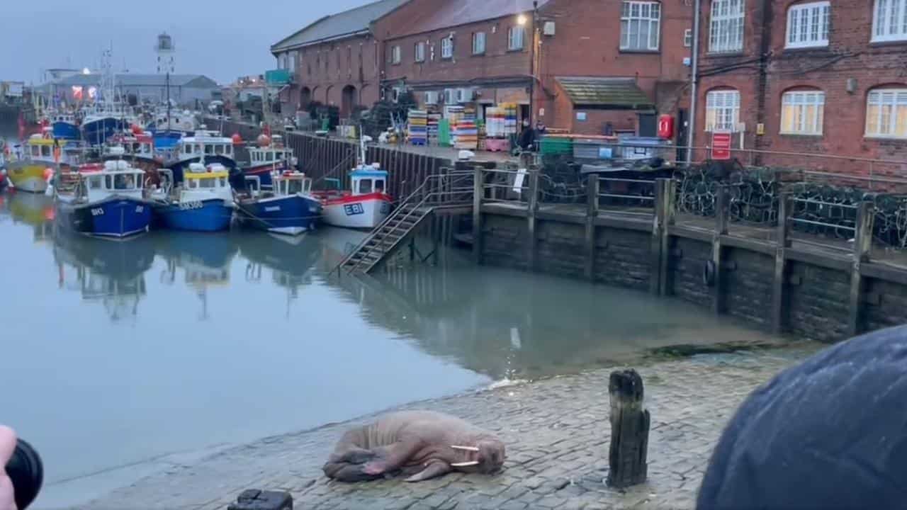 City in England cancels New Year fireworks to welcome rare Arctic walrus; videos go viral on social media City in England cancels New Year fireworks to welcome rare Arctic walrus; videos go viral on social media