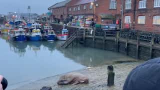 City in England cancels New Year fireworks to welcome rare Arctic walrus; videos go viral on social media