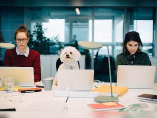 Thoughts on pet-friendly workplaces!