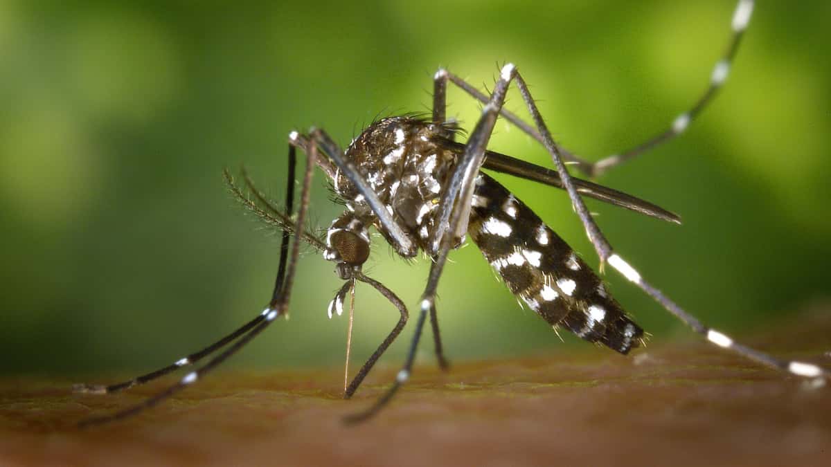 Mosquitoes becoming more prevalent and expanding their range due to climate change: Study